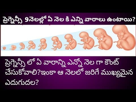 Weeks that covered under each month in 9 months pregnancy | How to know pregnancy month by weeks?