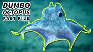 Dumbo Octopus Facts | the CUTEST OCTOPUS