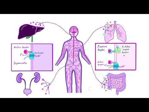 Autonomic Nervous System Explained | Sympathetic vs Parasympathetic (basic pharmacology)
