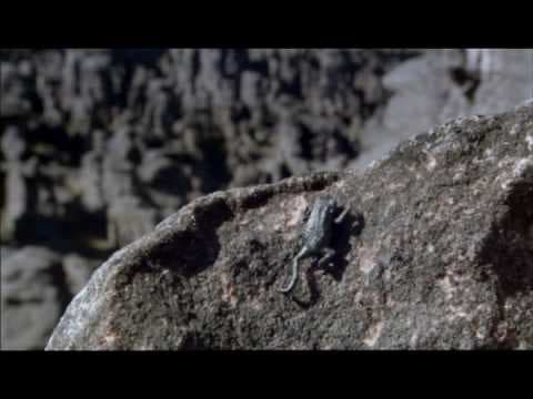 The Girl and the Horse