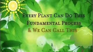 A Song About Photosynthesis