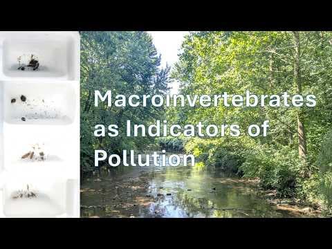 Macroinvertebrates as Indicators of Pollution | Science Project - YouTube