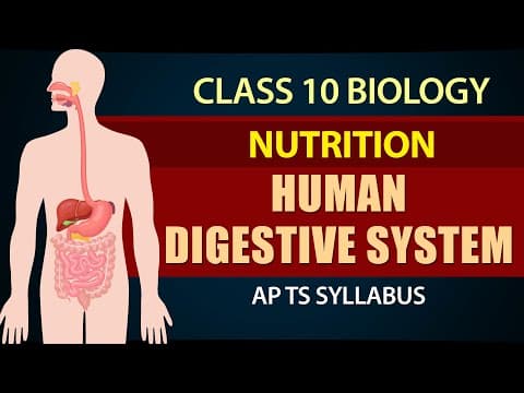 Nutrition | Human Digestive System explanation in Telugu