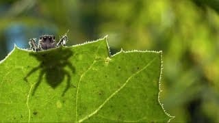 Lens of Time|Spider Seduction