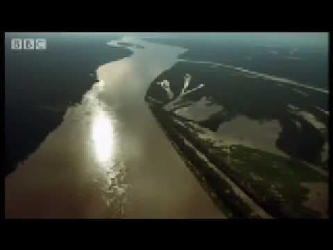 The Mighty Amazon & River Dolphins -Wild South America - BBC - YouTube