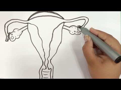 LEARN TO DRAW FEMALE REPRODUCTIVE SYSTEM