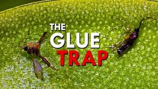 Butterwort |A Carnivorous Plant With A Killer Cling