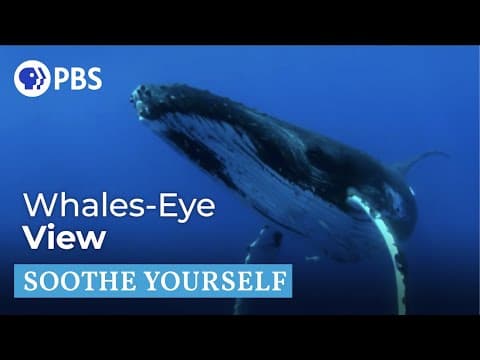 Humpback Whales | Soothe Yourself | PBS NATURE