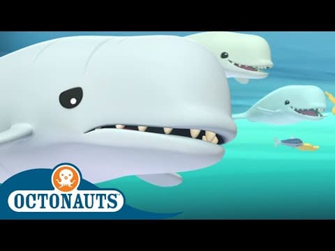 Dolphins Love Fish Biscuits