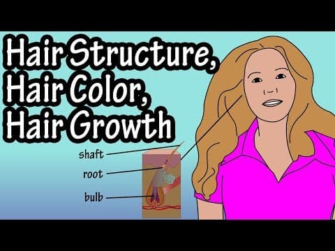 Structure Of Hair Follicle - Hair Color - How Does Hair Growth Work
