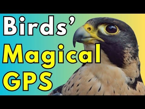 How Birds Navigate: The Biological GPS Explained