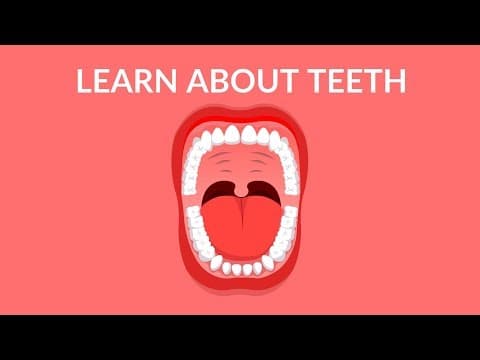 Teeth structure and function | How to Brush | Types of Teeth
