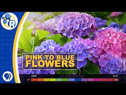 How Do Hydrangeas Change Colors?