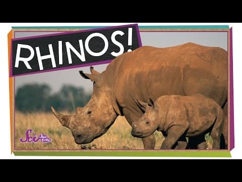 Save the Rhinos! | Animal Science for Kids
