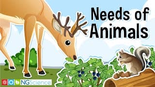 What do animals need to live grow and stay healthy?