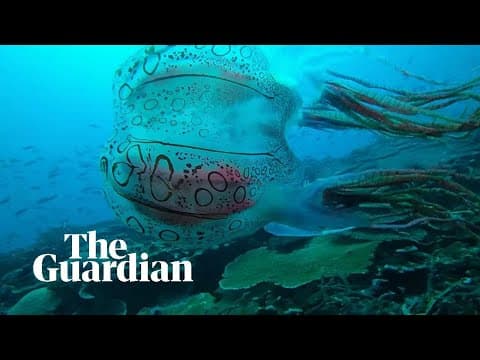 What sounds do cheetahs make