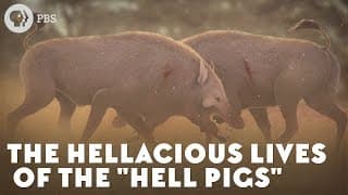 The Hellacious Lives of the Hell Pigs
