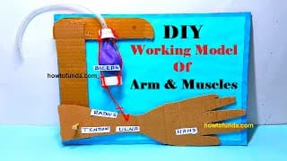 working model of arm and muscles for science project for science exhibition - easy diy