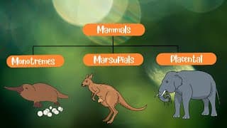 Classification of Mammals Monotremes, Marsupials and Placentals