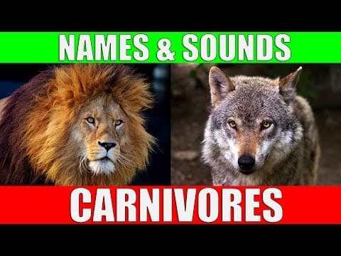 CARNIVOROUS ANIMALS Names and Sounds