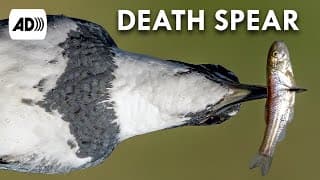 Belted Kingfisher | Described Video