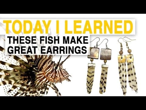 TIL: Lionfish Jewelry Can Help Save the Ocean