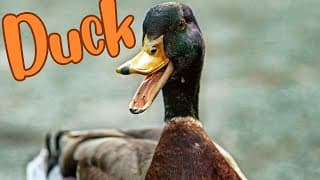 Paddling with Ducks Insights into Waterfowl Behavior