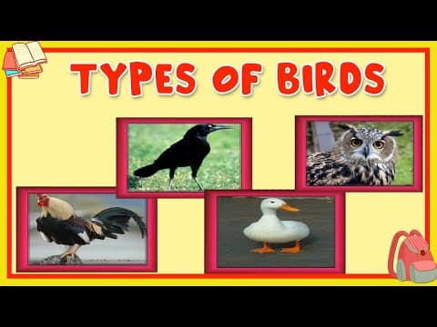 Learn About Different Types Of Birds - Preschool Learning For Kids - Educational Video For Children