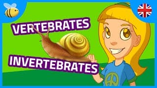 Vertebrates and Invertebrates Animals  Kids Videos