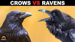What is the Difference Between Crows and Ravens
