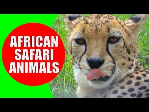 African Safari Animals for Kids - Children Learn African Animals and African Wildlife Sounds