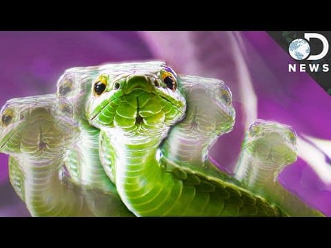 How Snakes Jump and Move Without Legs
