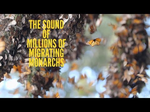 The Sound of Millions of Monarch Butterflies