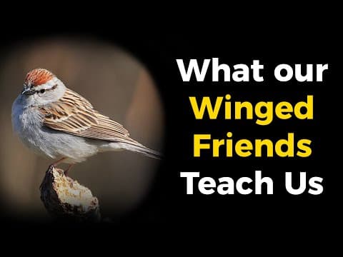 Lessons to Learn From Birds