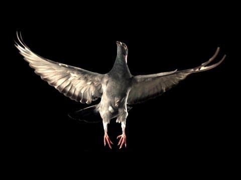 Slow Motion Pigeon Flight | BBC Earth - YouTube