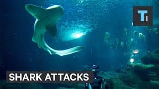 What To Do If A Shark Is Headed Straight For You