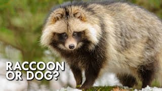 Tanuki | The Dog That Thinks It’s A Raccoon