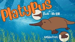 Platypus Beak, Bill, and Beyond