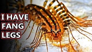 House Centipede facts| not as nightmare inducing as they seem