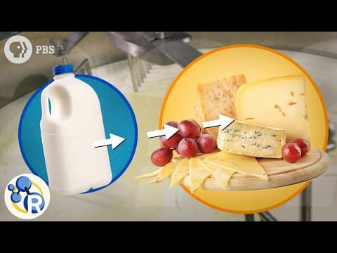 How Milk Becomes Cheese
