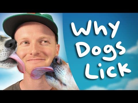 Why dogs lick people? - What it REALLY means