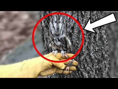 10 Sneaky Camouflage Animals You'd Never See