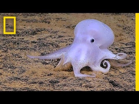 Ghostlike Octopus Found Lurking Deep Below the Sea