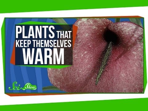 Plants That Keep Themselves Warm
