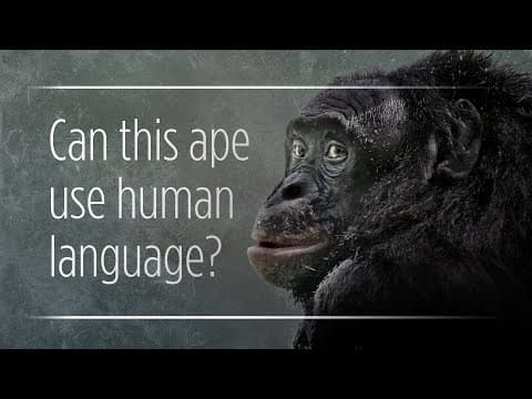 Can Apes Really "Talk" To Humans