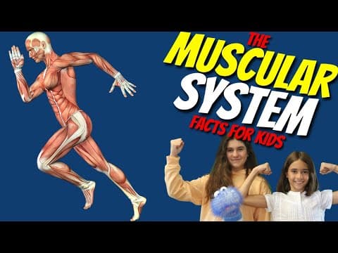 The Muscular System for Kids