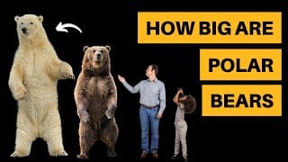 How Big Are Polar Bears