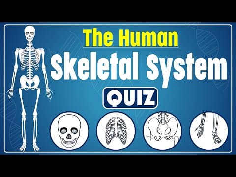 The Human Skeletal System Quiz | Explore the Human Skeleton | Identify Bones and Their Functions