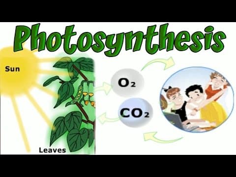 Plants and Photosynthesis, Learning Basic Biology, Interesting and Educational Videos