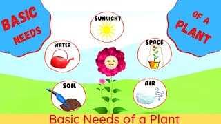 Basic Needs of a Plant|Needs of a Plant|Plant Needs for kids|What do Plants Need to Survive